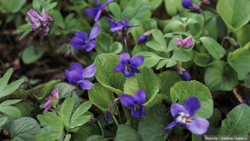 Глинда, волшебница весны — Фэшн