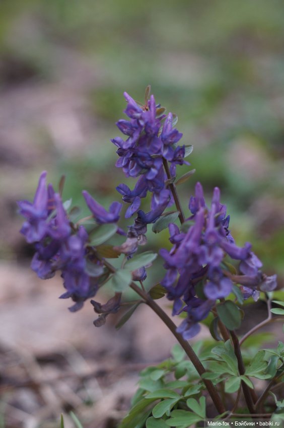 Глинда, волшебница весны — Фэшн