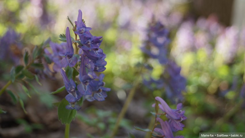 Весна, весна на улице — Куклы Simba: Еви (Evi) и Штеффи (Steffi Love) (фото 9)