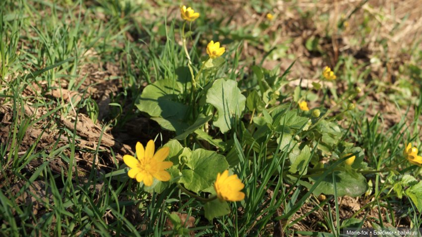 Весна, весна на улице — Куклы Simba: Еви (Evi) и Штеффи (Steffi Love) (фото 3)