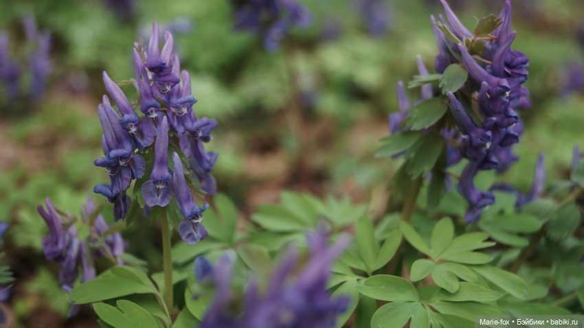 Весна, весна на улице — Куклы Simba: Еви (Evi) и Штеффи (Steffi Love)