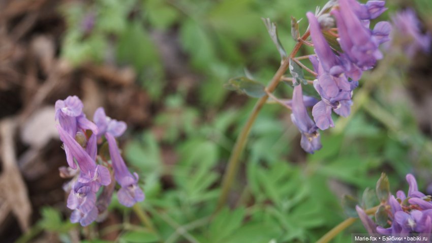 Весна, весна на улице — Куклы Simba: Еви (Evi) и Штеффи (Steffi Love) (фото 8)