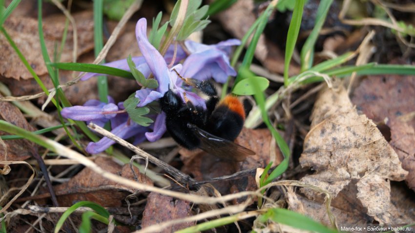 Глинда, волшебница весны — Фэшн