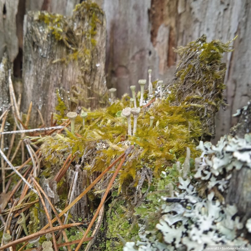 Дух леса — Игровые куклы разных производителей (Разное): редкие бренды