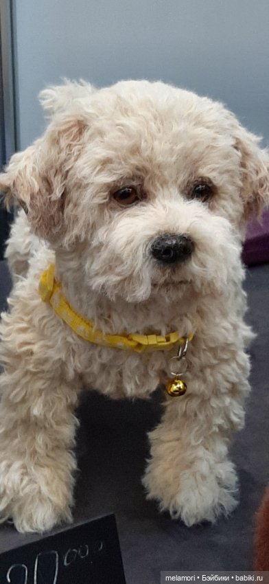 Моя. Выставка на Тишинке 🔥🌹 (фото 10)