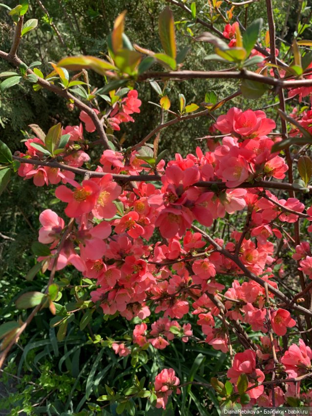 Новый вязаный Енотик и фото цветущей весны 🌷