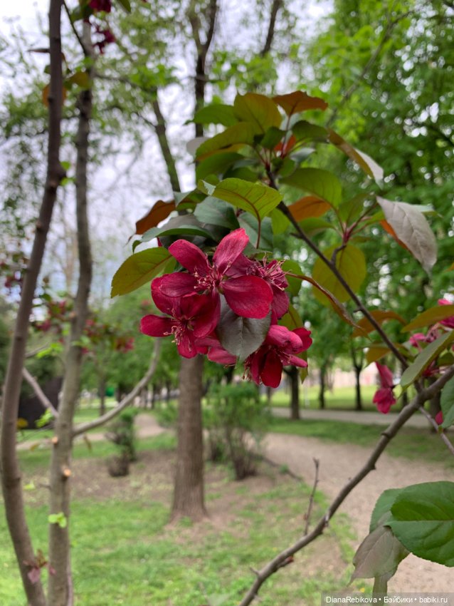 Новый вязаный Енотик и фото цветущей весны 🌷