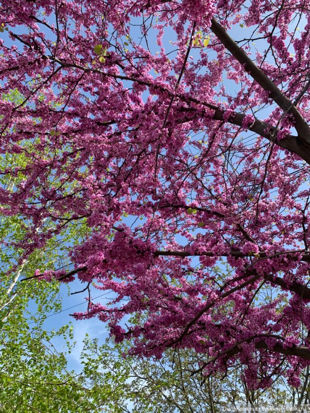 Новый вязаный Енотик и фото цветущей весны 🌷