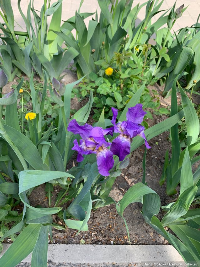 Новый вязаный Енотик и фото цветущей весны 🌷