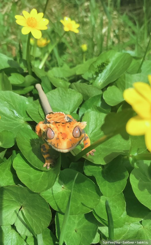 Гошка — Коллекционные экшн