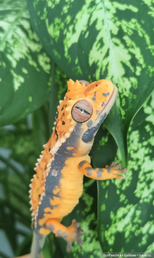 Гошка — Коллекционные экшн (фото 6)