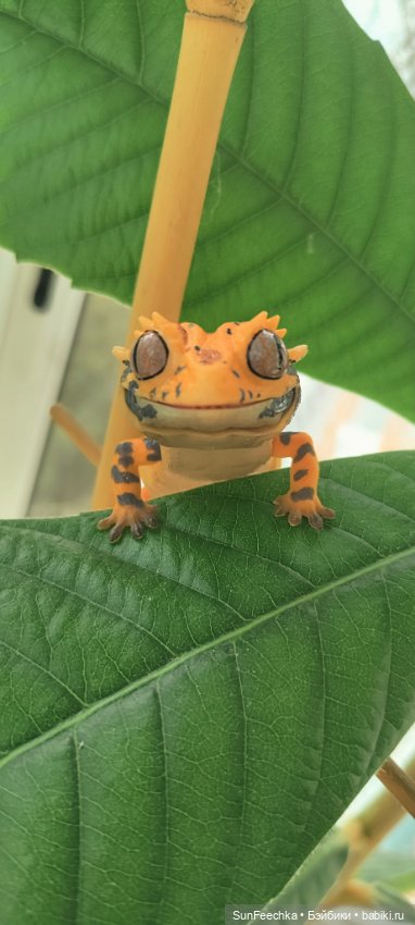 Гошка — Коллекционные экшн (фото 7)