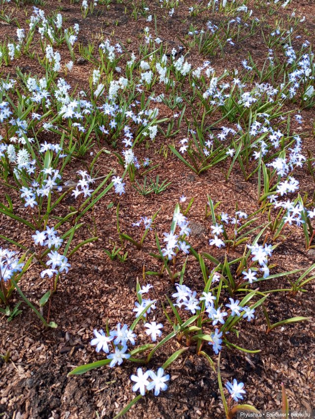Эльфа и цветы — Азиатские виниловые куклы (разное): Китай (фото 9)