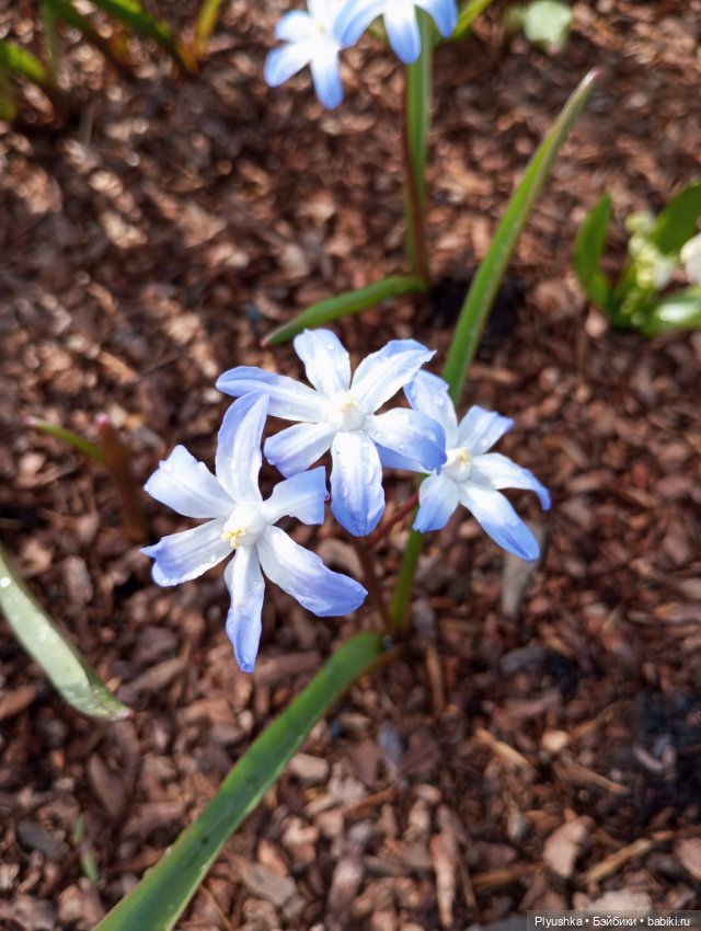 Эльфа и цветы — Азиатские виниловые куклы (разное): Китай (фото 10)