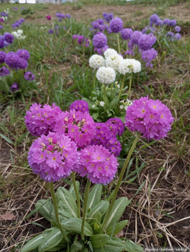 Эльфа и цветы — Азиатские виниловые куклы (разное): Китай