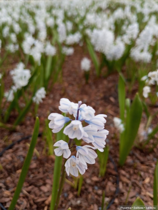 Эльфа и цветы — Азиатские виниловые куклы (разное): Китай (фото 5)