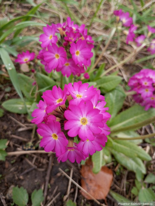 Эльфа и цветы — Азиатские виниловые куклы (разное): Китай