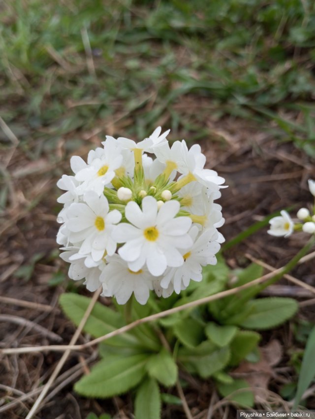 Эльфа и цветы — Азиатские виниловые куклы (разное): Китай