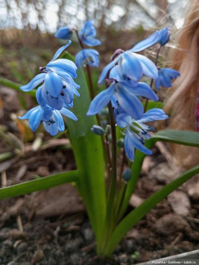 Эльфа и цветы — Азиатские виниловые куклы (разное): Китай (фото 7)
