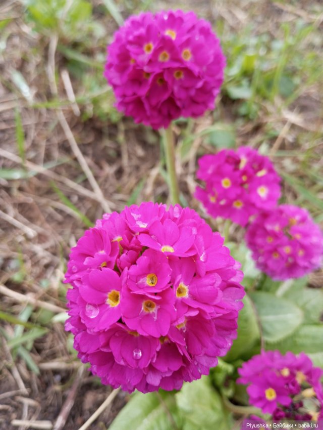 Эльфа и цветы — Азиатские виниловые куклы (разное): Китай