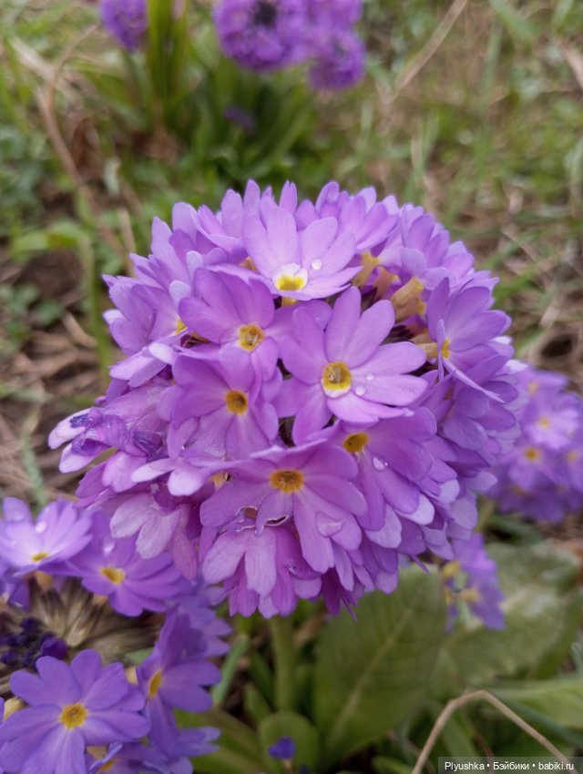 Эльфа и цветы — Азиатские виниловые куклы (разное): Китай