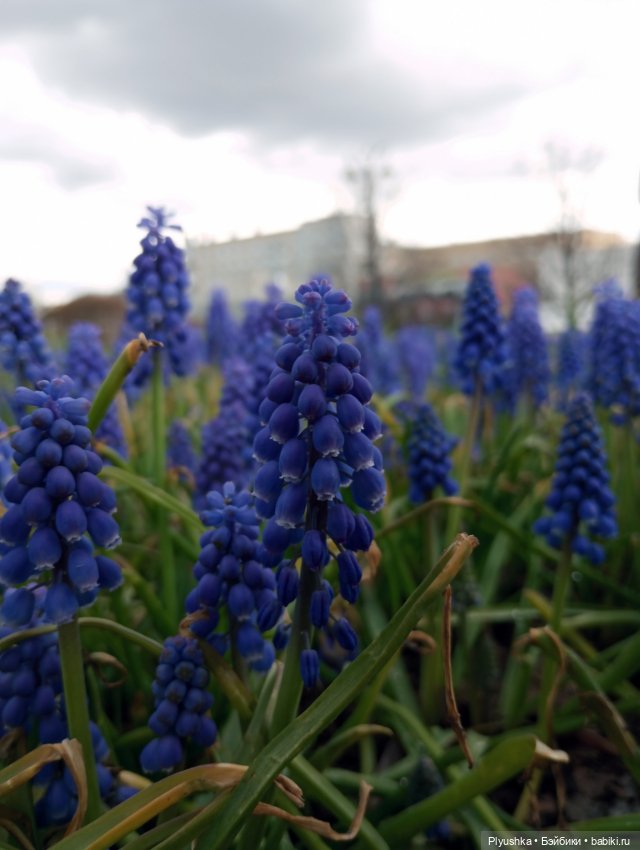 Эльфа и цветы — Азиатские виниловые куклы (разное): Китай