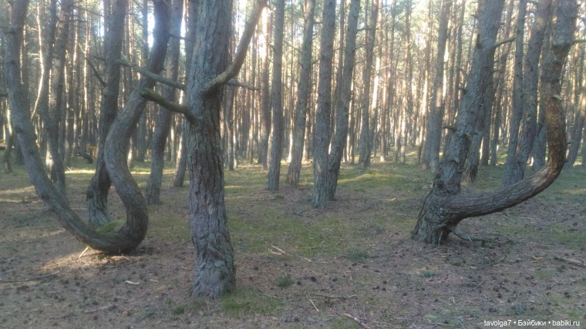 Куршская коса 2019 — Туризм и путешествия: фотоотчеты из поездок