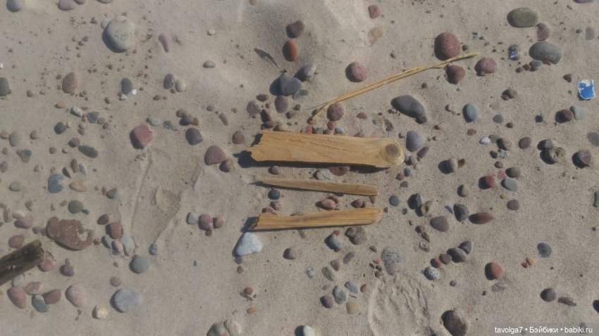 Куршская коса 2019 — Туризм и путешествия: фотоотчеты из поездок (фото 7)