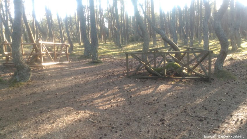 Куршская коса 2019 — Туризм и путешествия: фотоотчеты из поездок