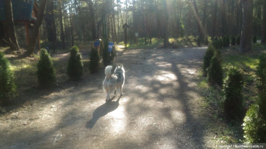 Куршская коса 2019 — Туризм и путешествия: фотоотчеты из поездок