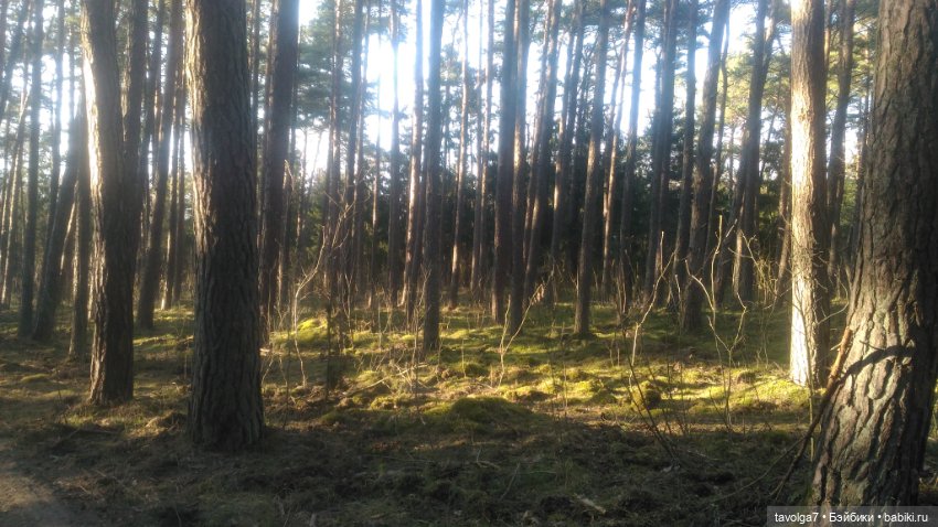 Куршская коса 2019 — Туризм и путешествия: фотоотчеты из поездок