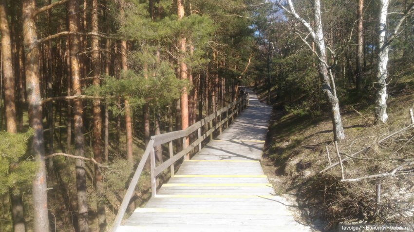 Куршская коса 2019 — Туризм и путешествия: фотоотчеты из поездок (фото 9)