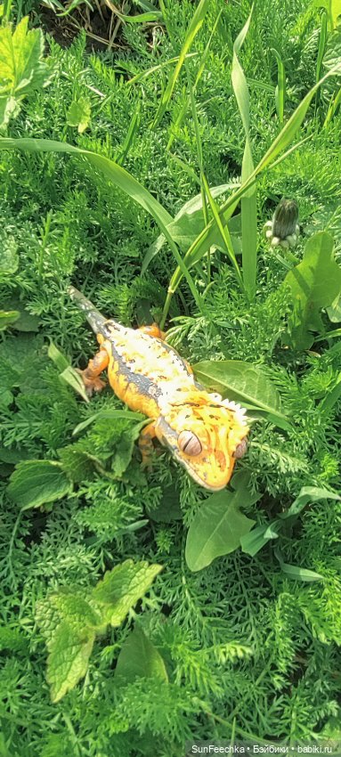 Гошка — Коллекционные экшн (фото 9)