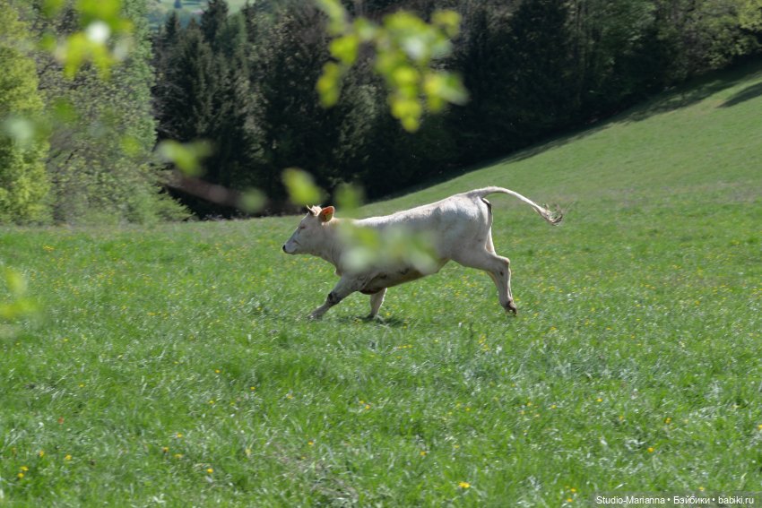 Платье Алисы для куколки Шильдкрет