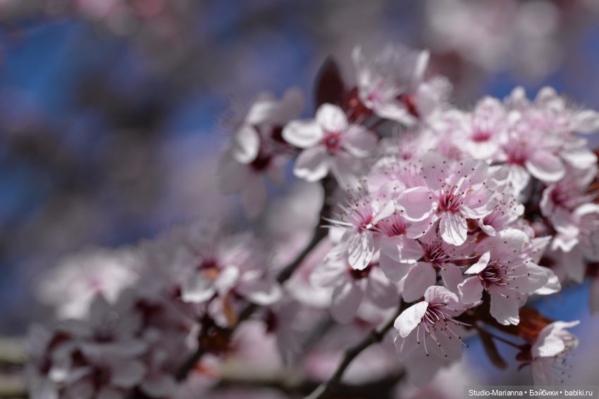 Платье Алисы для куколки Шильдкрет