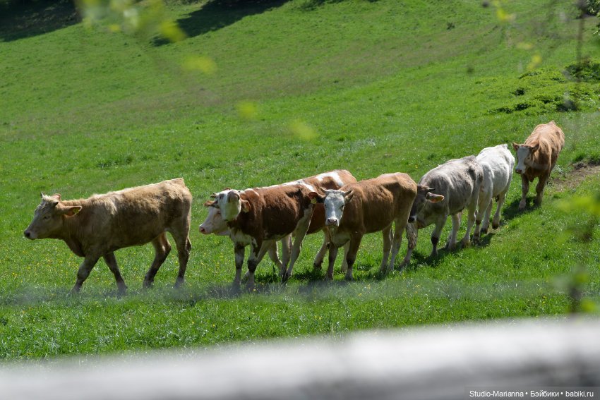Платье Алисы для куколки Шильдкрет
