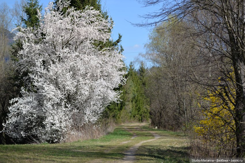Платье Алисы для куколки Шильдкрет