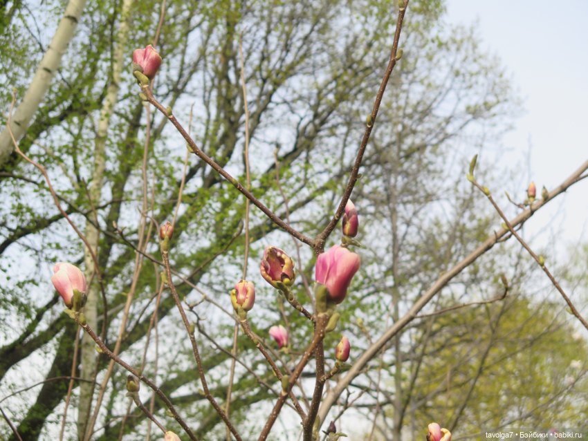 Аптекарский огород в апреле (фото 6)