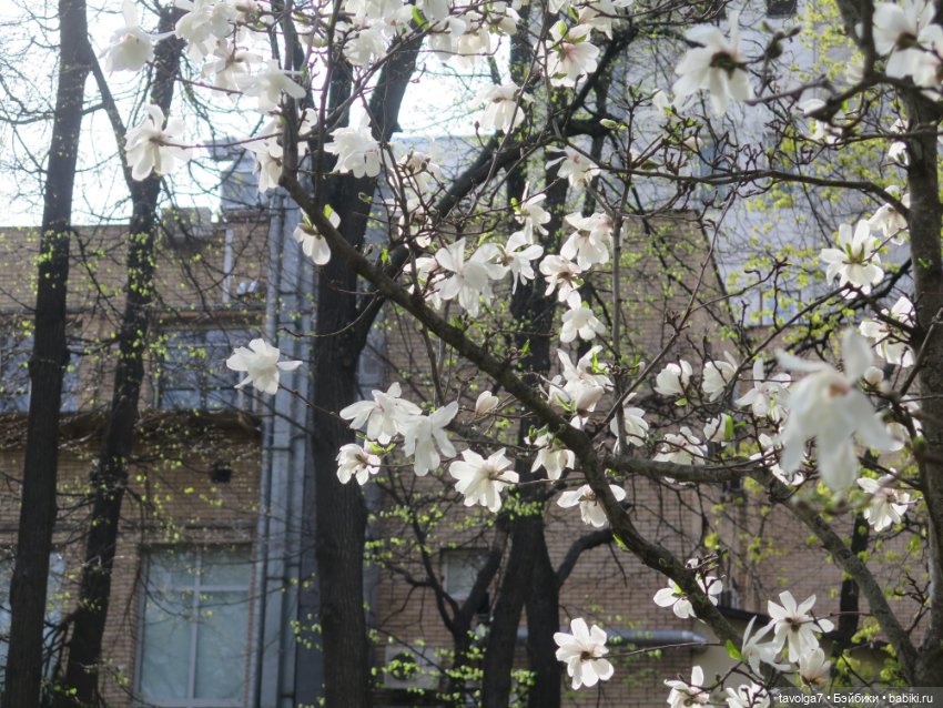 Аптекарский огород в апреле (фото 5)