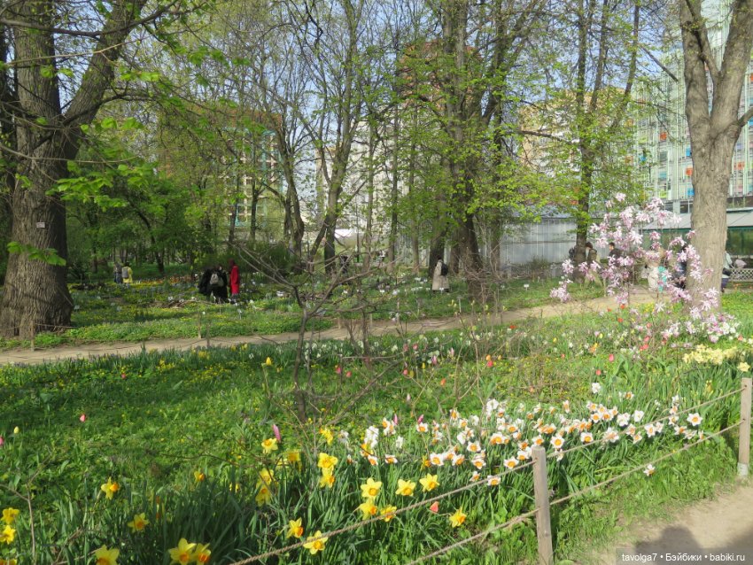 Аптекарский огород в апреле