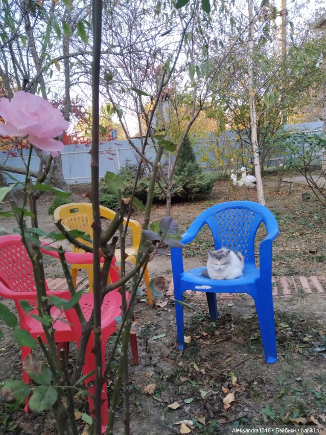 Осенние глазастики😳 — Куклы Baboliy (Баболи