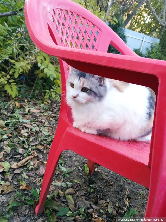 Осенние глазастики😳 — Куклы Baboliy (Баболи