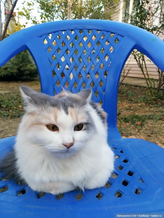 Осенние глазастики😳 — Куклы Baboliy (Баболи