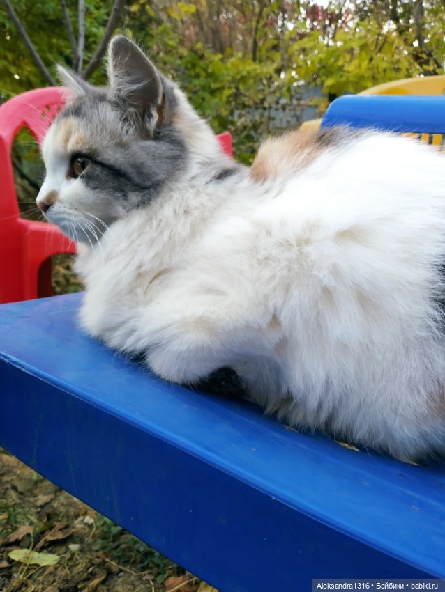 Осенние глазастики😳 — Куклы Baboliy (Баболи