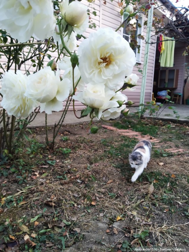 Осенние глазастики😳 — Куклы Baboliy (Баболи