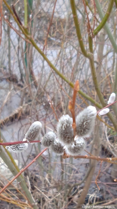 Кот и Кит. Вербочка — Фотоистории с куклами BJD (БЖД): сериалы (фото 2)