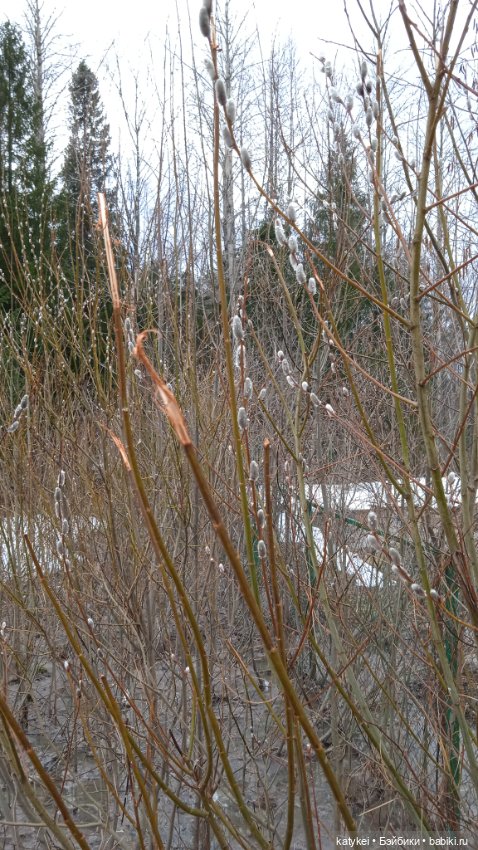 Кот и Кит. Вербочка — Фотоистории с куклами BJD (БЖД): сериалы (фото 10)