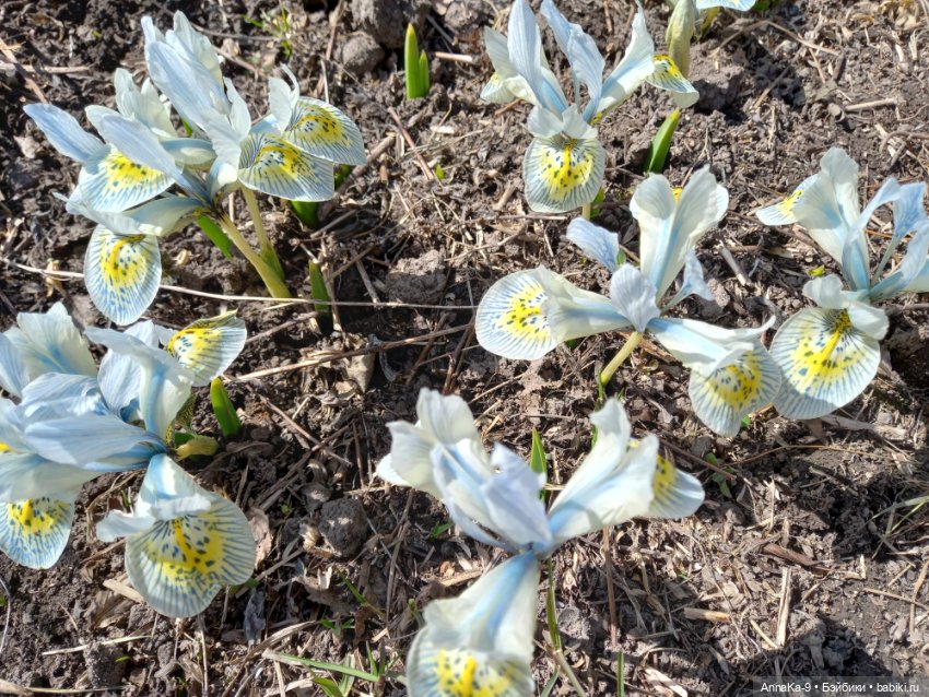 Mignonette отдыхают в саду