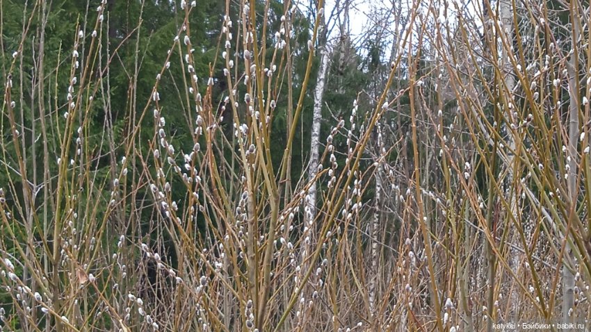 Кот и Кит. Вербочка — Фотоистории с куклами BJD (БЖД): сериалы (фото 9)