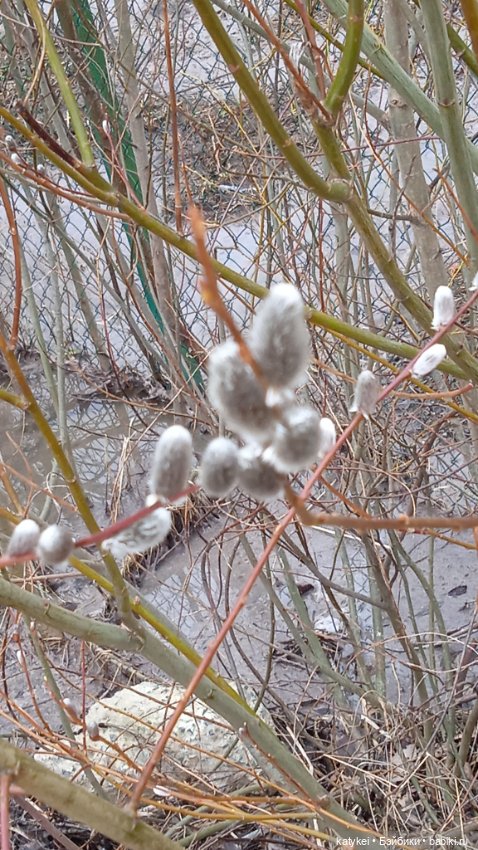 Кот и Кит. Вербочка — Фотоистории с куклами BJD (БЖД): сериалы (фото 4)